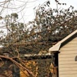 6 Ways Trees Can Damage Your Roof and Home