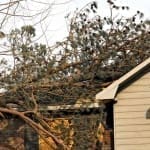 6 Ways Trees Can Damage Your Roof and Home